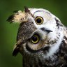 Polar profil fotoğrafı
