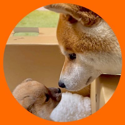 シヴァ犬こむぎっす🐾豆シヴァわらび's profile picture