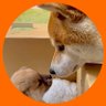 シヴァ犬こむぎっす🐾豆シヴァわらび profil fotoğrafı