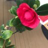 Laurie Zimmer's profile picture