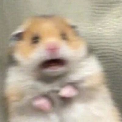 联合国认证小可爱's profile picture