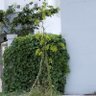 Hoàng Long profil fotoğrafı