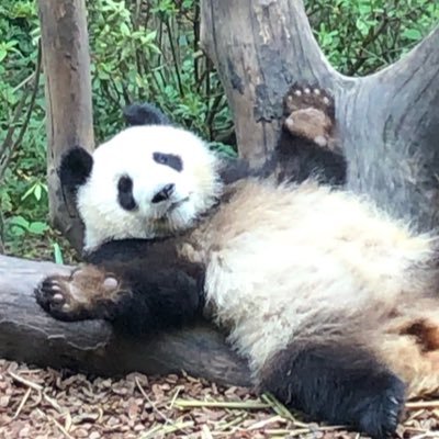 ティー's profile picture