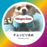 チワワのかため・あくび🐶日記 profil fotoğrafı