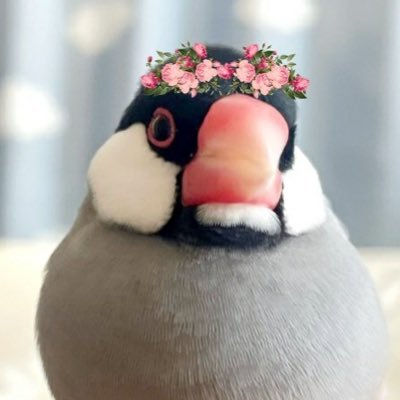 mochinemumochi's profile picture