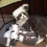 PetStuff 的头像
