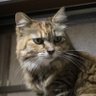 もさくれ 的头像