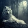 Profilbild von Lobo caza borregos 3.0