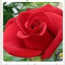 Elena Ugas1's profile picture