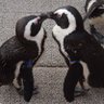 Фото профиля にこにこぷん