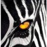 Black&White's profile picture