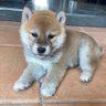 柴犬げん&はなとアキラ🍀 profil fotoğrafı