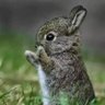 'dro🐰 profil fotoğrafı