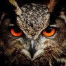 Kabuye Araali profil fotoğrafı