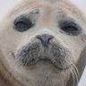 Profilbild von ミント