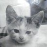ミニミーコ's profile picture