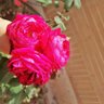 M.yasin.Alavipour 的头像