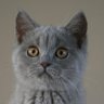 Dries Vaernewyck profil fotoğrafı