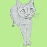 チワワノカガク　🐈🐕 的头像