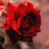 Bittersweet profil fotoğrafı