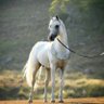 خالد الخالدي 的头像