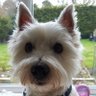 Lewie the Lew profil fotoğrafı