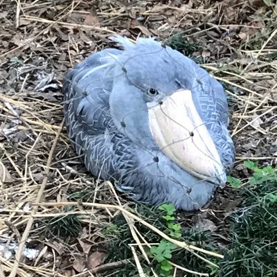 tamuhs555's profile picture
