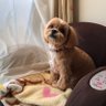 maru profil fotoğrafı