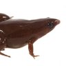 Profilbild von Frog Enjoyer