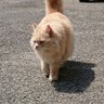 もふもふっ 的头像