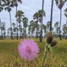 Фото профиля เต้าหู้ยี้ กินกับข้าวต้มอาร่อย