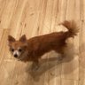 UMEぴ's profile picture