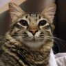 CH profil fotoğrafı