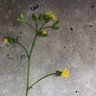 Фото профиля 花Ko子