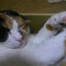 にゃ~の's profile picture