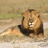 Profilbild von Lion from the East