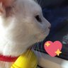 ねこ's profile picture