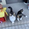 #すて猫フゥとじぃじの生きる道 的头像