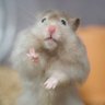 ハムとインコと暮らしませ！Life with hamsters and parakeets！ profil fotoğrafı
