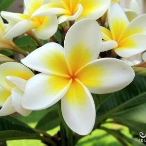 Jasminenina5's profile picture
