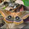 Profilbild von antheraea polyphemus