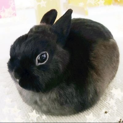 しま@黒まんじゅう's profile picture