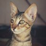 naga sumanth profil fotoğrafı