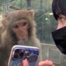Cheesecake snake's profile picture