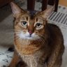 Profilbild von 不眠猫1208