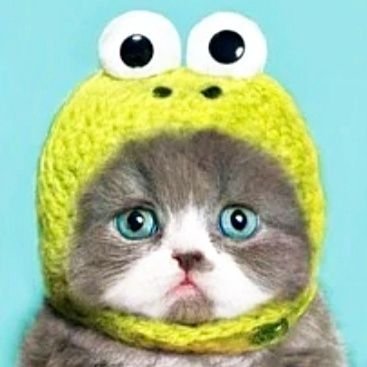 ねこもふ🇬🇧's profile picture