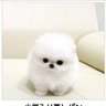 マカアキ (味噌麹) ブルスカへお引越し's profile picture