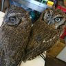 ナカジ🦉🦋🐦's profile picture