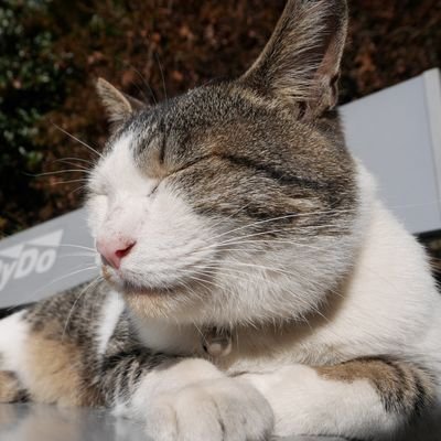 ゆぅ's profile picture