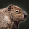 Marce(マルス)'s profile picture